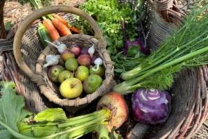 Jahresrückblick Solawi Trier 2023