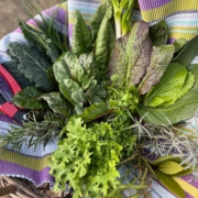 Selbsternte im Solawi-Garten Trier - Erntekorb