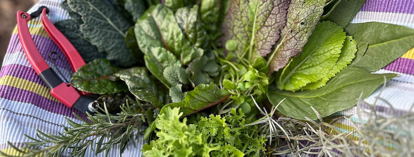 Selbsternte im Solawi-Garten Trier - Erntekorb