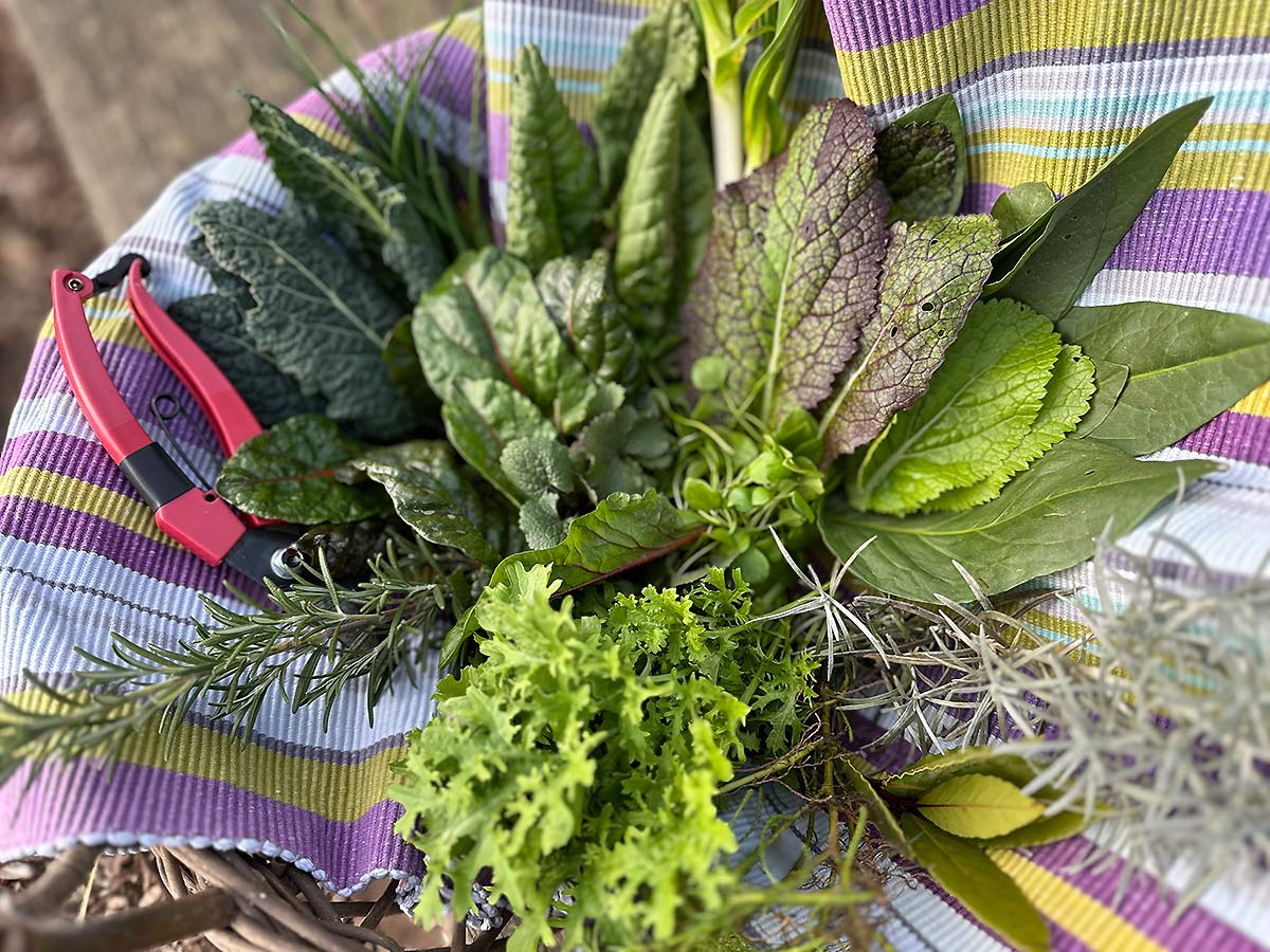 Selbsternte im Solawi-Garten Trier - Erntekorb