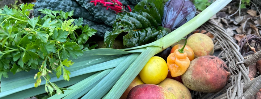 Ernteanteil Solawi Trier