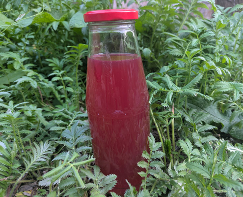 Workshop Umweltbildung Saft herstellen in der Solawi Trier